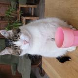 Picture of cat lost at Villerable