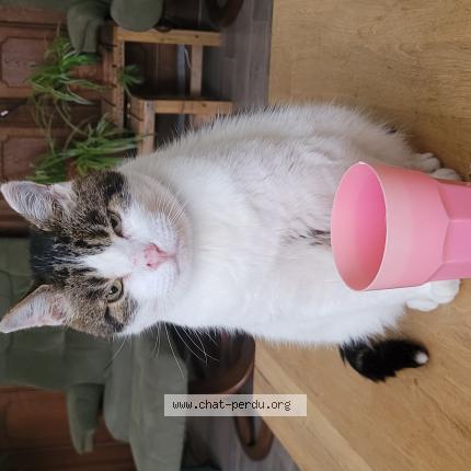 Photo 1/1 Charlie Chat lost in Villerable