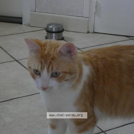 Photo 1/1 Triskel Chat lost in Saint herblain