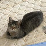 Picture of cat lost at Saint Medard En Jalles