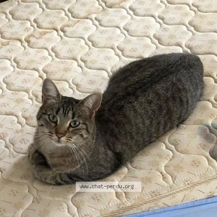 Photo 1/1 Lal&eacute; Chat lost in Saint medard en jalles