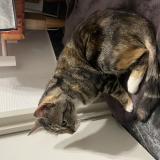 Picture of cat found at Tours