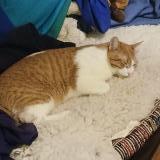 Photo of a cat found in Basel