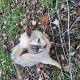 Picture of cat found at Fontcouverte