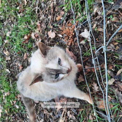 Photo 1/1 Found cat Found in Fontcouverte