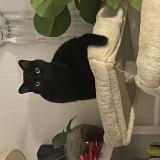 Picture of cat lost at Caluire