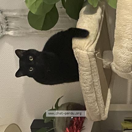 Photo 1/1 N&eacute;o Chat lost in Caluire