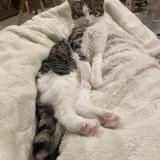 Picture of cat lost at Crolles