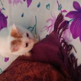 Picture of cat lost at Kolkata