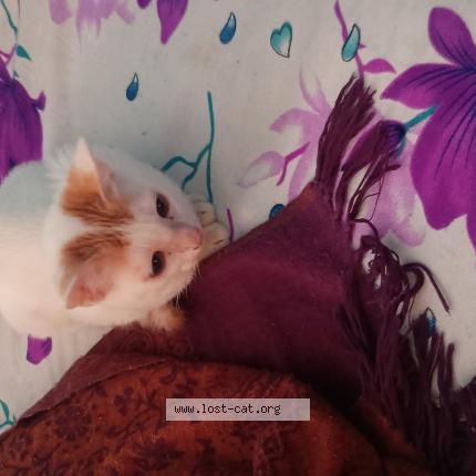 Photo 1/1 None Chat lost in Kolkata