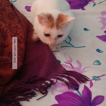 Photo 1/1 None Cat lost in Kolkata