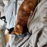 Picture of cat lost at Houdan