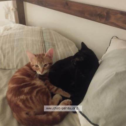 Photo 2/2 Choubaka Chat lost in Houdan