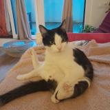 Picture of cat lost at Sceaux