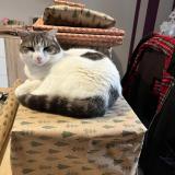 Picture of cat lost at Melle