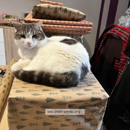 Photo 1/1 Simba Chat lost in Melle