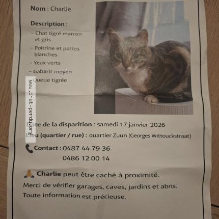 Foto 1/1 Kat teruggevonden Vermist in Saint Pieters Leeuw