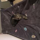 Picture of cat lost at Pfastatt