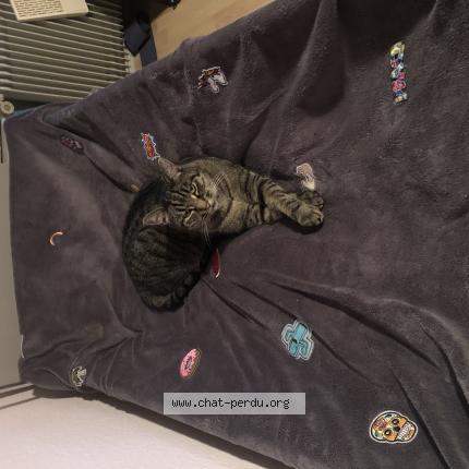 Photo 1/1 Charlie Chat lost in Pfastatt