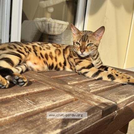 Photo 1/1 Cat reunited Lost in Roquebrune cap martin