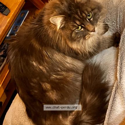 Photo 1/1 Freya Chat lost in Vougy