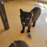 Picture of cat lost at La Fleche