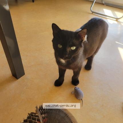 Photo 1/1 Nera Chat lost in La fleche