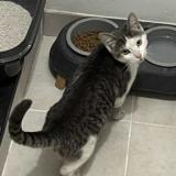 Picture of cat found at Begles