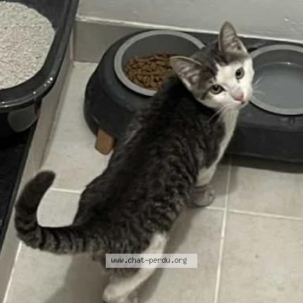 Photo 1/1 Found cat Found in Begles