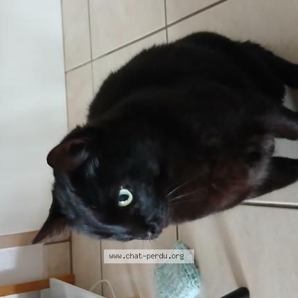 Photo 1/1 Hector Chat lost in Tarbes