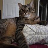 Picture of cat lost at Lexington