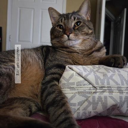 Photo 1/1 Tiger Chat lost in Lexington