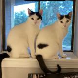 Picture of cat lost at Austin