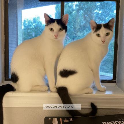 Photo 1/1 Rose Chat lost in Austin