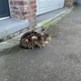 Picture of cat found at Tourcoing