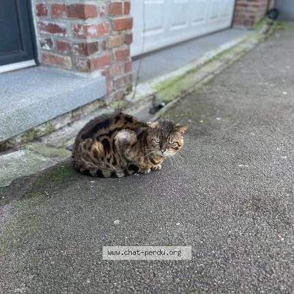 Photo 1/1 Found cat Found in Tourcoing