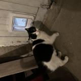 Picture of cat found at Castres