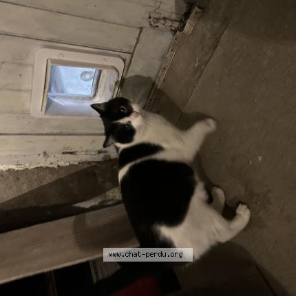 Photo 1/1 Found cat Found in Castres