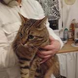 Picture of cat found at Caen