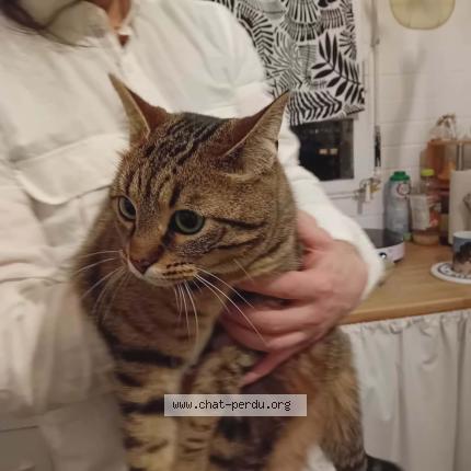 Photo 1/1 Found cat Found in Caen