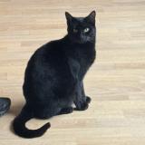 Picture of cat lost at Montigny Le Btx