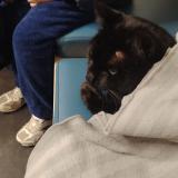 Picture of cat lost at Bagnols Sur Ceze