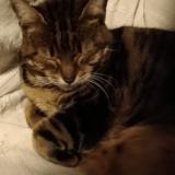 Picture of cat lost at Bastia