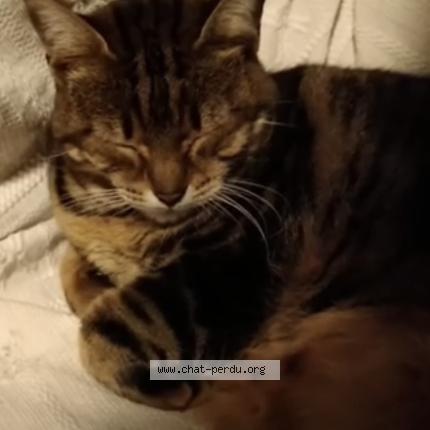 Photo 1/1 Minettu Chat lost in Bastia