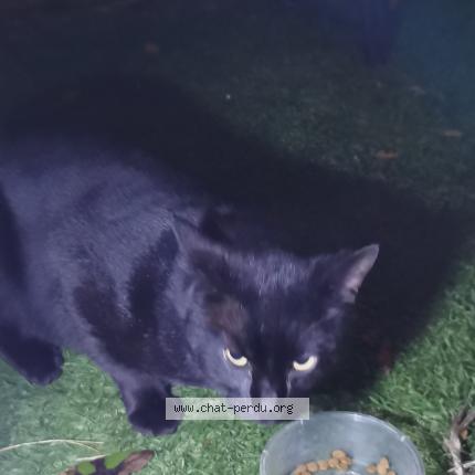 Photo 1/2 Found cat Found in Vanves