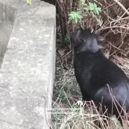 Photo 2/2 Found cat Found in Vanves