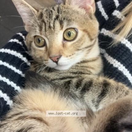 Picture of cat lost at Los Angeles