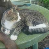 Picture of cat lost at Coleman