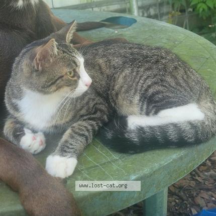 Photo 1/1 JackJack Chat lost in Coleman