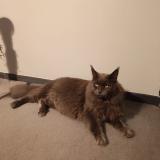 Picture of cat lost at Negrepelisse